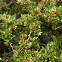 Wall Cotoneaster